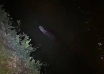 Viral Video Ular di Sungai Peusangan, BPBD Aceh Tengah Sebut Informasi Simpang Siur