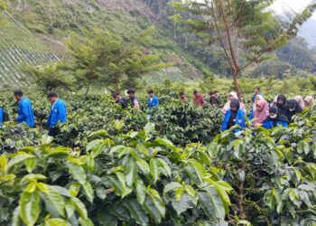 Studi PKM; Sistem Tanam Pagar Kopi Arabika Gayo Genjot Penghasilan Enam Ton Per Musim