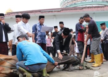 Panitia Qurban Masjid Agung Ruhama Takengon Sembelih 17 Hewan Qurban