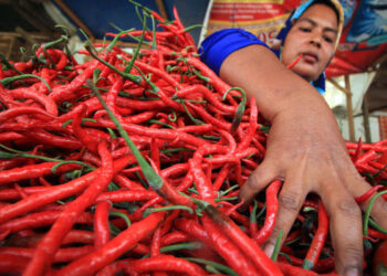 Jelang Idul Adha, Harga Cabai Merah di Takengon Terancam Naik 