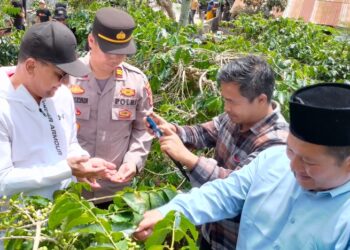 Festival Panen Kopi Gayo di Asir-Asir Dibuka, Intip Kemeriahannya