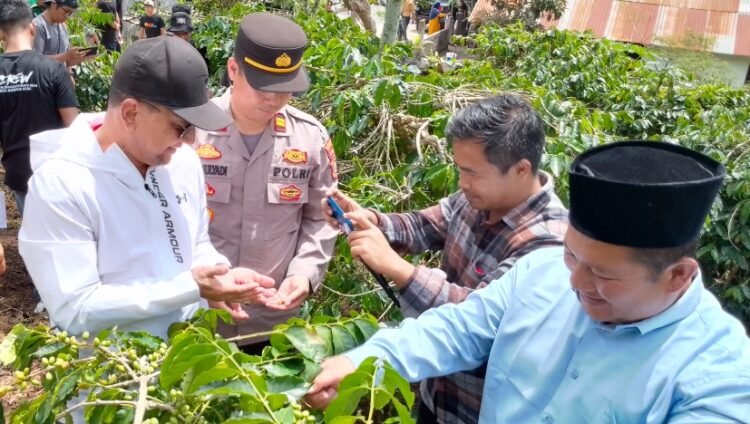 Festival Panen Kopi Gayo di Asir-Asir Dibuka, Intip Kemeriahannya