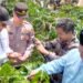 Festival Panen Kopi Gayo di Asir-Asir Dibuka, Intip Kemeriahannya