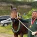 Pemilik Kuda Tagih Janji Hadiah Pacuan Kuda Tradisional PON Aceh-Sumut