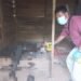 Tragis! Mayat Ditemukan Membusuk di Kebun Terpencil di Bener Meriah