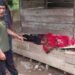 Relaksasi Berujung Duka, Warga Bener Meriah ini Meninggal Dunia di Pemandian Air Panas