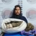Simpan 3,7 Kilogram Ganja, Wanita 57 Tahun di Bener Meriah ini Ditangkap Polisi