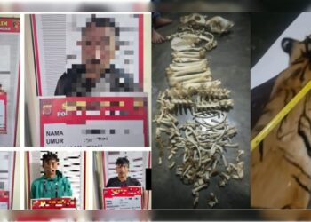 Fantastis, Kulit Harimau Hendak Dijual Rp 60 Juta ke Sumut Digagalkan Satreskrim Polres Aceh Tengah