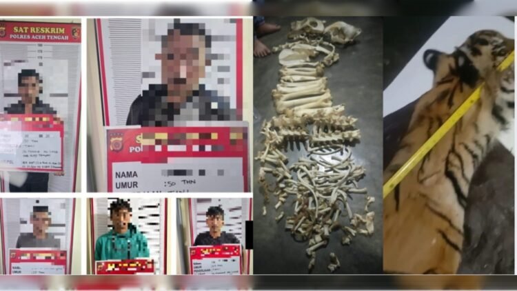 Fantastis, Kulit Harimau Hendak Dijual Rp 60 Juta ke Sumut Digagalkan Satreskrim Polres Aceh Tengah