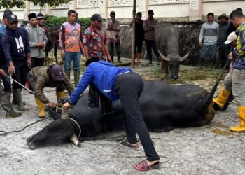 Presiden Prabowo Sumbang Sapi Kurban Jenis Belgian Blue untuk Masyarakat Aceh Tengah