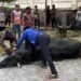 Presiden Prabowo Sumbang Sapi Kurban Jenis Belgian Blue untuk Masyarakat Aceh Tengah