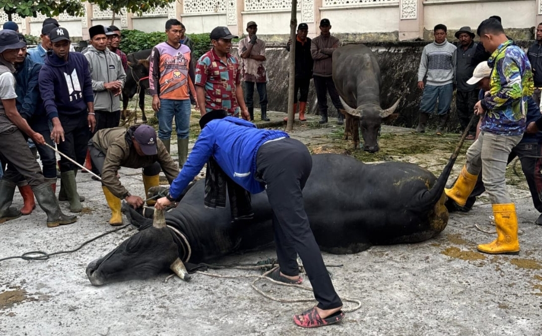 Presiden Prabowo Sumbang Sapi Kurban Jenis Belgian Blue untuk Masyarakat Aceh Tengah