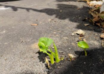 Baru Sebulan, Aspal Ditumbuhi Rumput, Warga Blang Mancung Geram