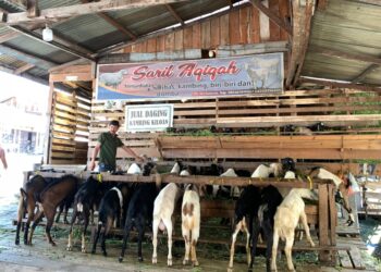 Jelang Idul Adha, Harga Kambing di Takengon Tembus Rp3,5 Juta