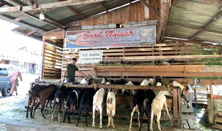 Jelang Idul Adha, Harga Kambing di Takengon Tembus Rp3,5 Juta