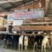 Jelang Idul Adha, Harga Kambing di Takengon Tembus Rp3,5 Juta