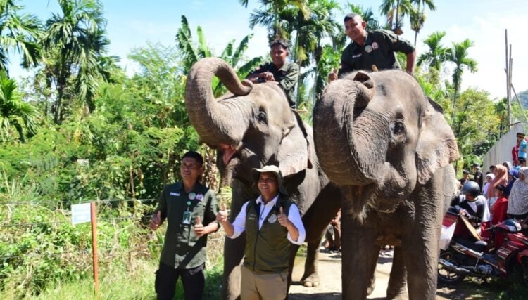 Peusangan Elephant Conservation Resmi Diluncurkan Kolaborasi Indonesia-Inggris Demi Harmoni Gajah dan Manusia