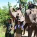Peusangan Elephant Conservation Resmi Diluncurkan Kolaborasi Indonesia-Inggris Demi Harmoni Gajah dan Manusia