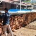 Operasi Senyap Gakkum Sumatera, Ribuan Kubik Kayu Ilegal Disita di Karang Ampar