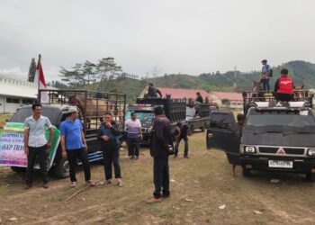 Merasa Dipersulit! 79 Kuda dari Bener Meriah Pulang dari Takengon 