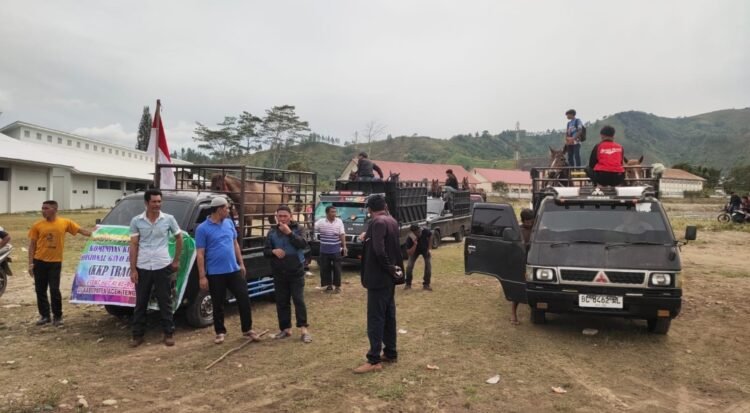 Merasa Dipersulit! 79 Kuda dari Bener Meriah Pulang dari Takengon 