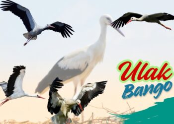 Ulak Bango