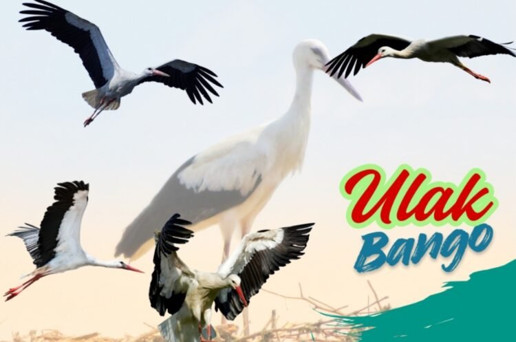 Ulak Bango