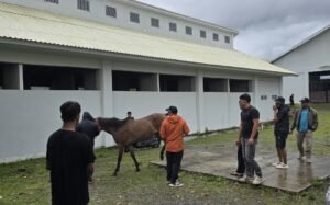 Hari Kedua Pendaftaran, 122 Kuda Dipastikan Berpacu!